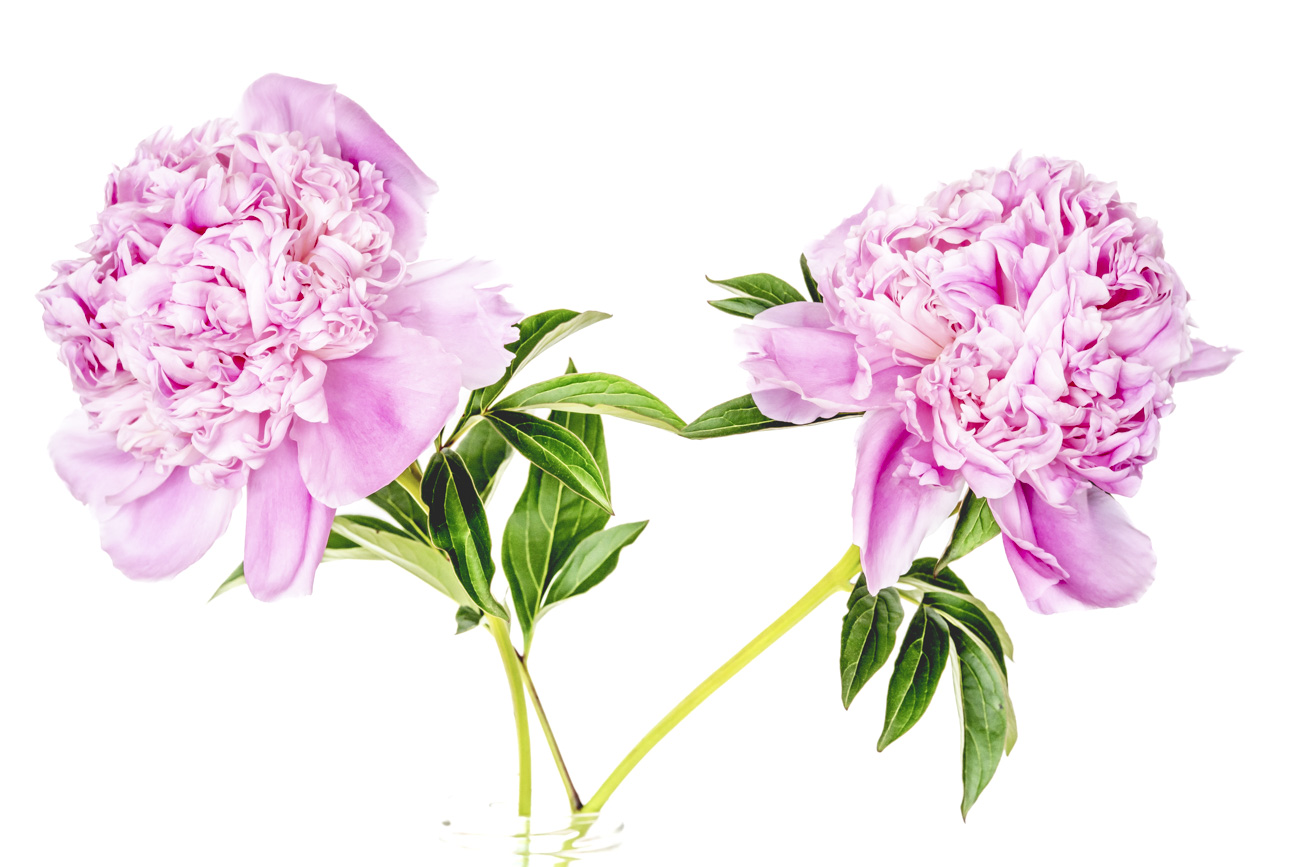 Martine Enselme Blog Le Temps Des Pivoines 02